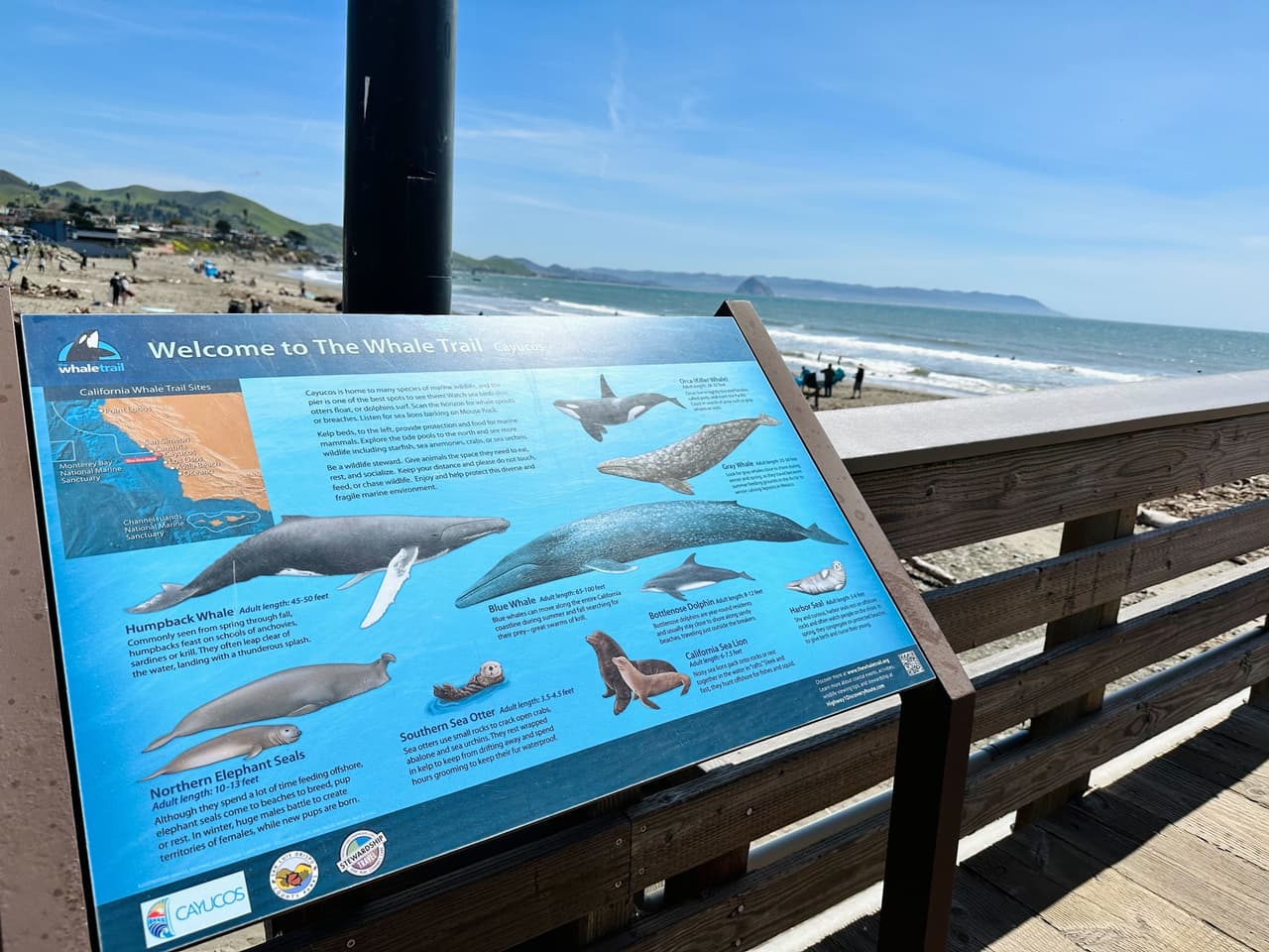 Los amantes de la naturaleza interesados en observar la vida silvestre descubrirán una gran cantidad especies acuáticas de la costa central de California. Una colonia de elefantes marinos se estableció desde hace mucho tiempo y está a poca distancia en auto.
<br>