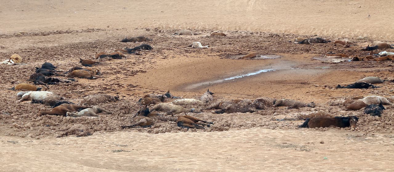 Las autoridades tribales de la Nación Navajo informaron que se encuentran en la escena junto a miembros de la Oficina de Asuntos Indios (BIA). Evalúan el alcance del incidente y cerraron el lugar para prevenir la propagación de enfermedades.