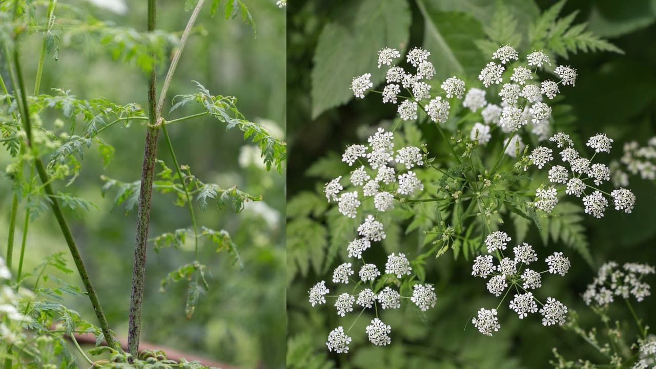 La cicuta venenosa se ve comúnmente a lo largo de carreteras, vías fluviales y pastos.