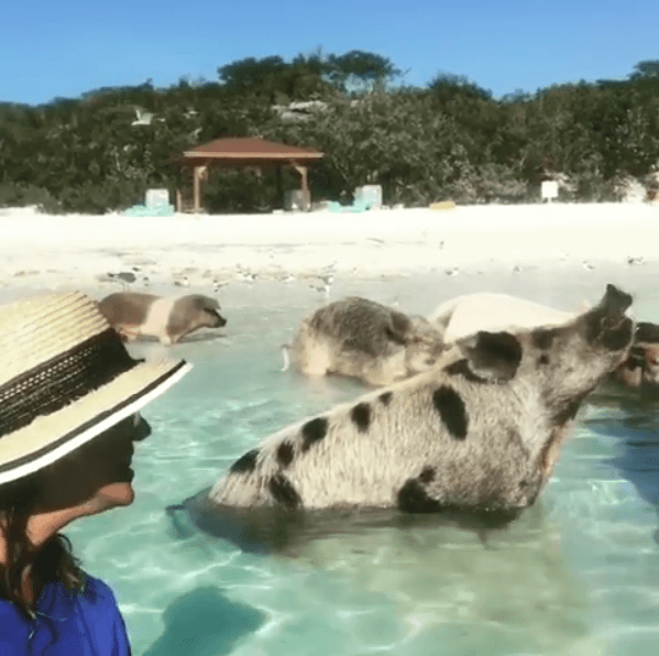 ¿Te imaginas nadar junto a cerditos salvajes en un lugar paradisiaco?