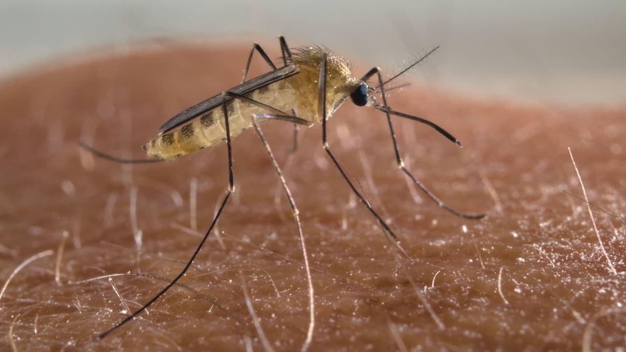 Conoce la forma de evitar picaduras del mosquito de la malaria con las recomendaciones de Dr. Juan
