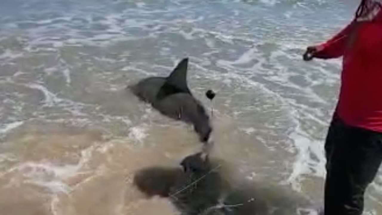 López agrega que también es un riesgo cuando se atrapan a los tiburones.