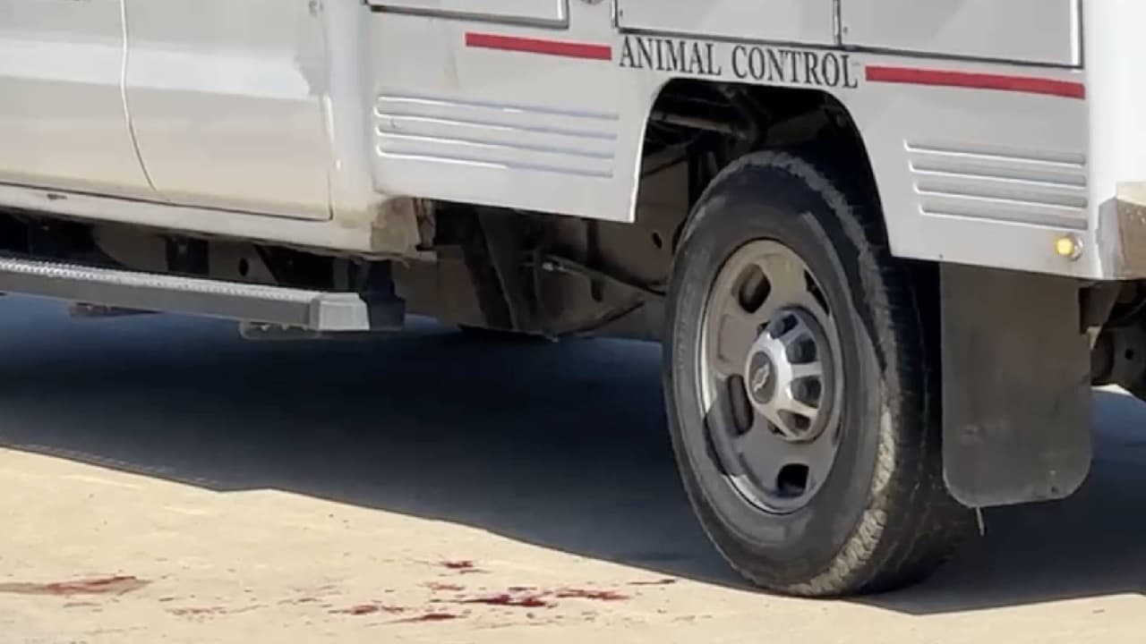 Hallan el cuerpo de un hombre en un parque con aparentes mordeduras de perros: esto se sabe