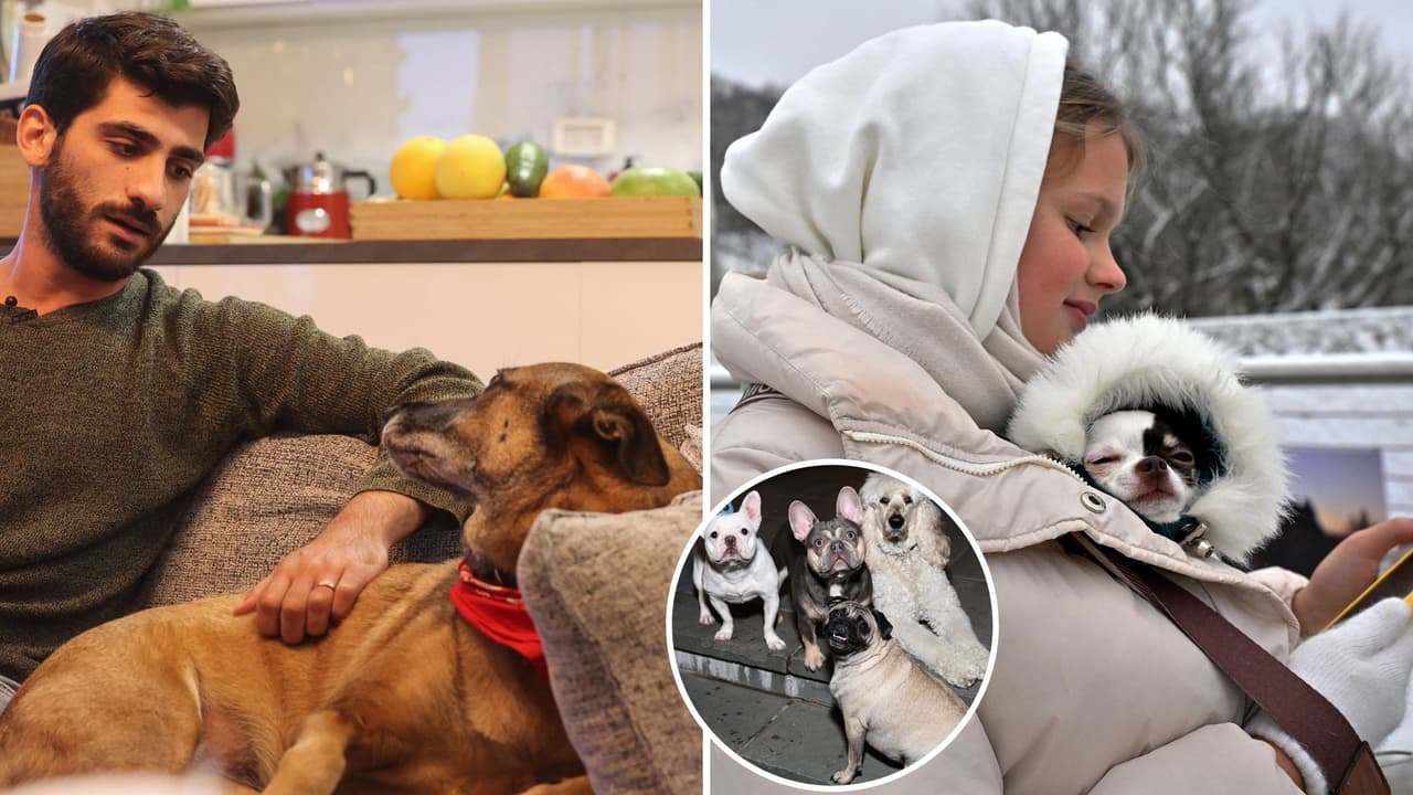 ‘Rara’ enfermedad está atacando a los perritos: así debes cuidar a tu mascota