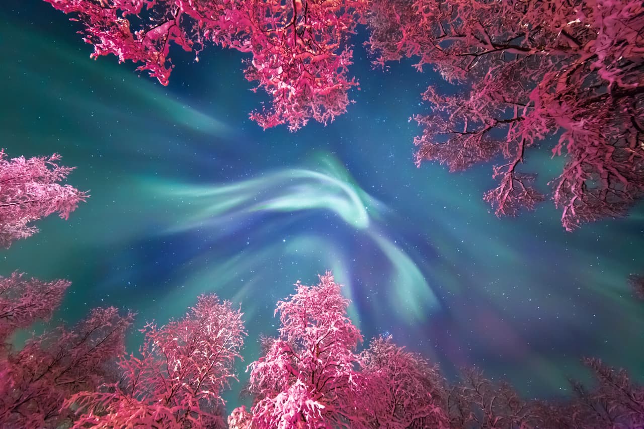 Corona de Aurora. Ondas color turquesa de la Aurora Boreal se asoman entre las copas nevadas de los árboles en Murmansk, Rusia.