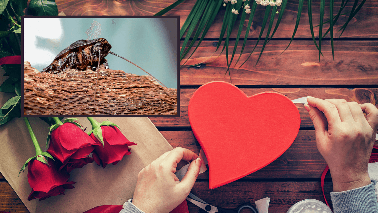 Qué detalle: bautiza una cucaracha del Zoo de Brookfield con el nombre de tu ex