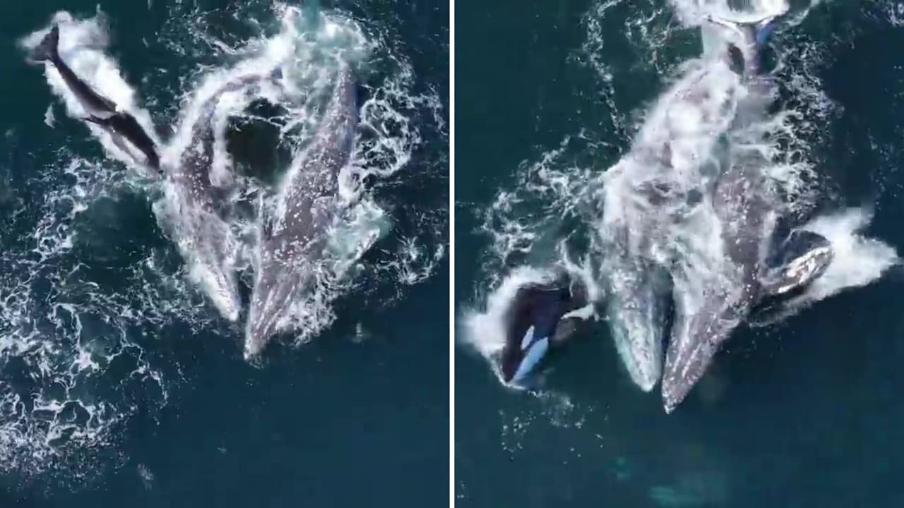 Monterey Bay Whale Watch publicó un video en donde se aprecia a las orcas aproximarse a las ballenas grises adultas que después del ataque lograron escapar hacia aguas poco profundas en la playa mientras las orcas se retiraban.
<br>