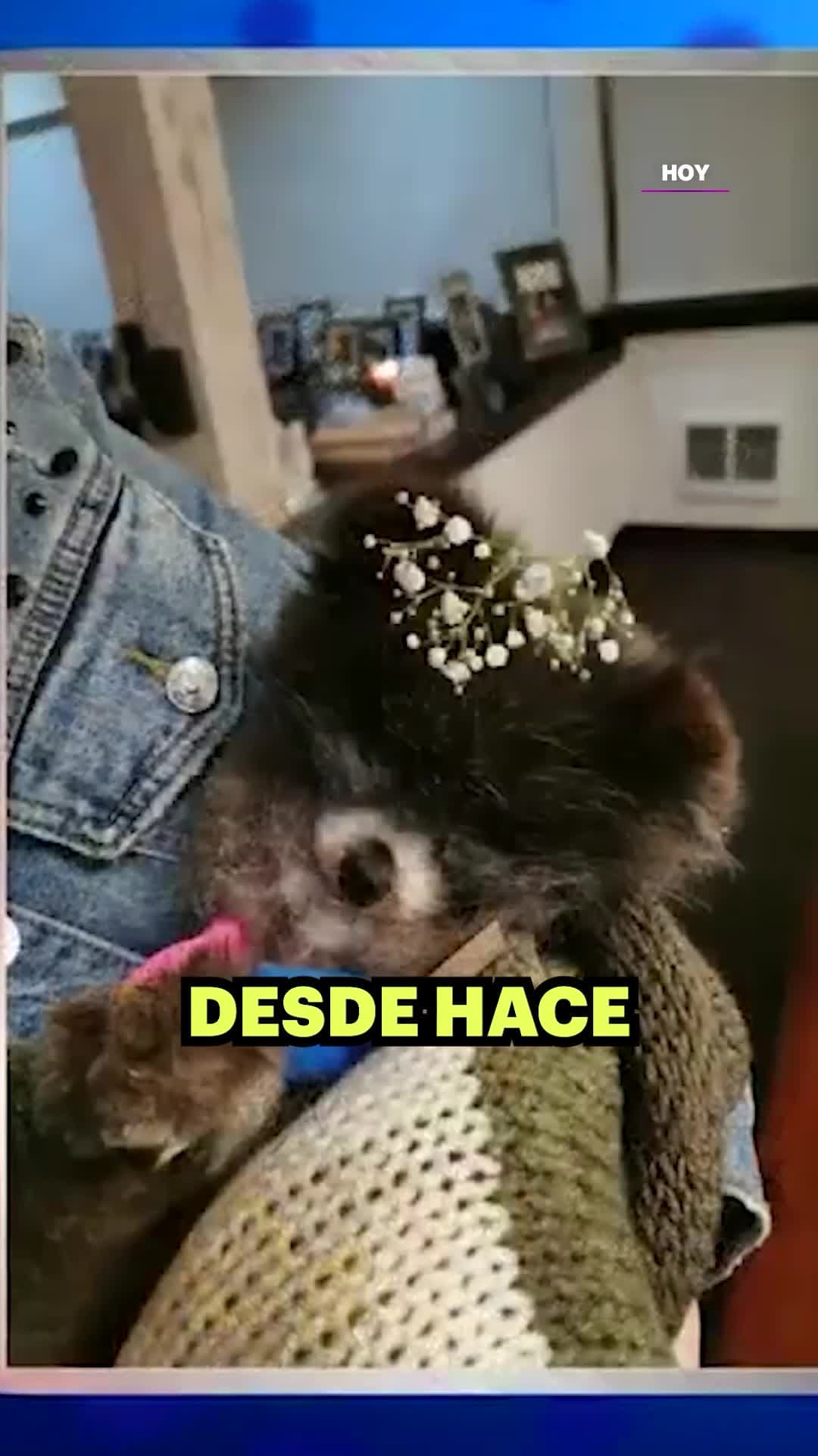 #HoyRetro Recordamos la emotiva despedida que #RaúlAraiza le hizo a Manolita su mascotita