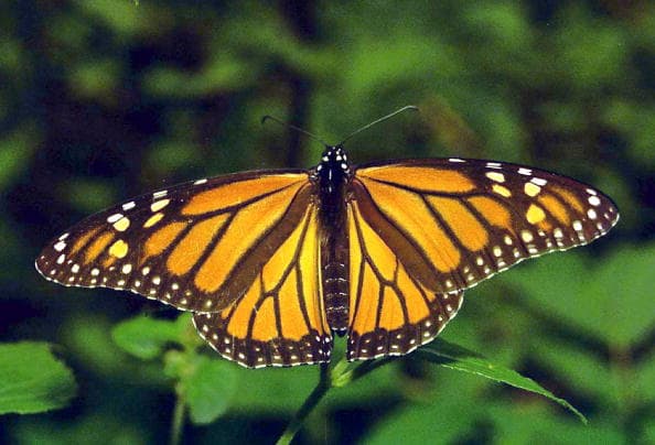 Las mariposas monarcas atraviesan Texas tanto en otoño como en primavera.