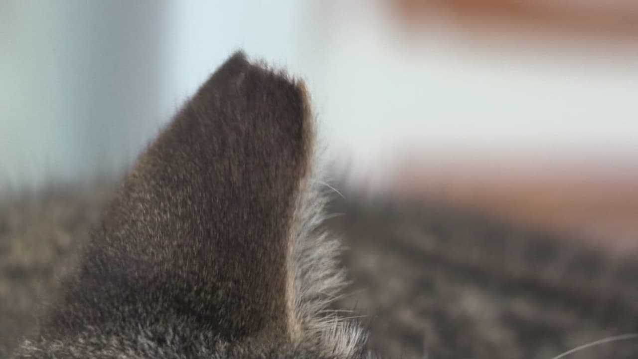 Si la tiene recortada en la punta, significa que fue sometido a este proceso.