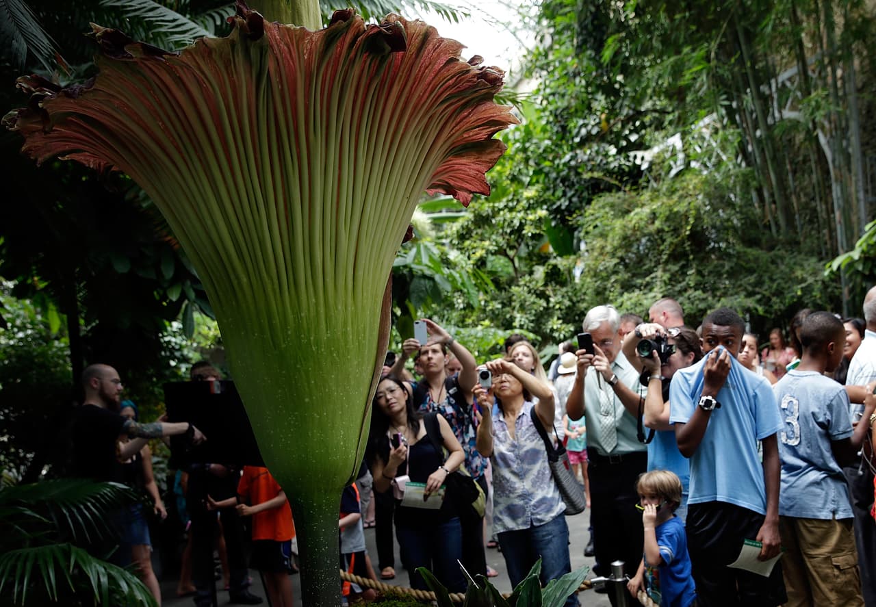 La “Titan Arum” es la planta más grande y olorosa del mundo.