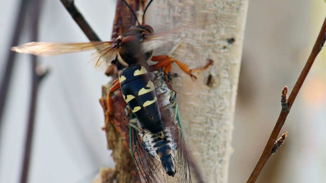 Si crees que encontraste un avispón asesino en Pensilvania, es posible que hayas tropezado con uno de los muchos insenctos parecidos al avispón gigante asiático.