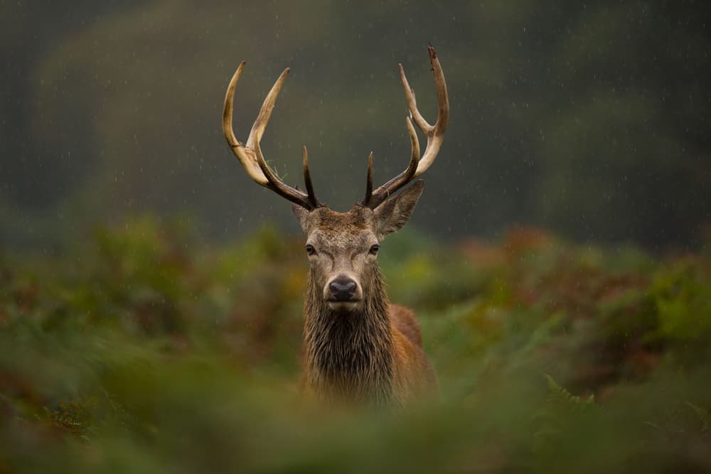 Como son libres por naturaleza, odian las ataduras, la rutina, sentirse atascados, amarrados. Necesitan variedad, sentirse desafiados y que despierten sus sentidos. Por otro lado, también pueden ser muy nerviosos y les afectan muchas cosas. Deben aprender a ser menos recelosos y no tan sensibles, porque constantemente son difíciles de comprender.