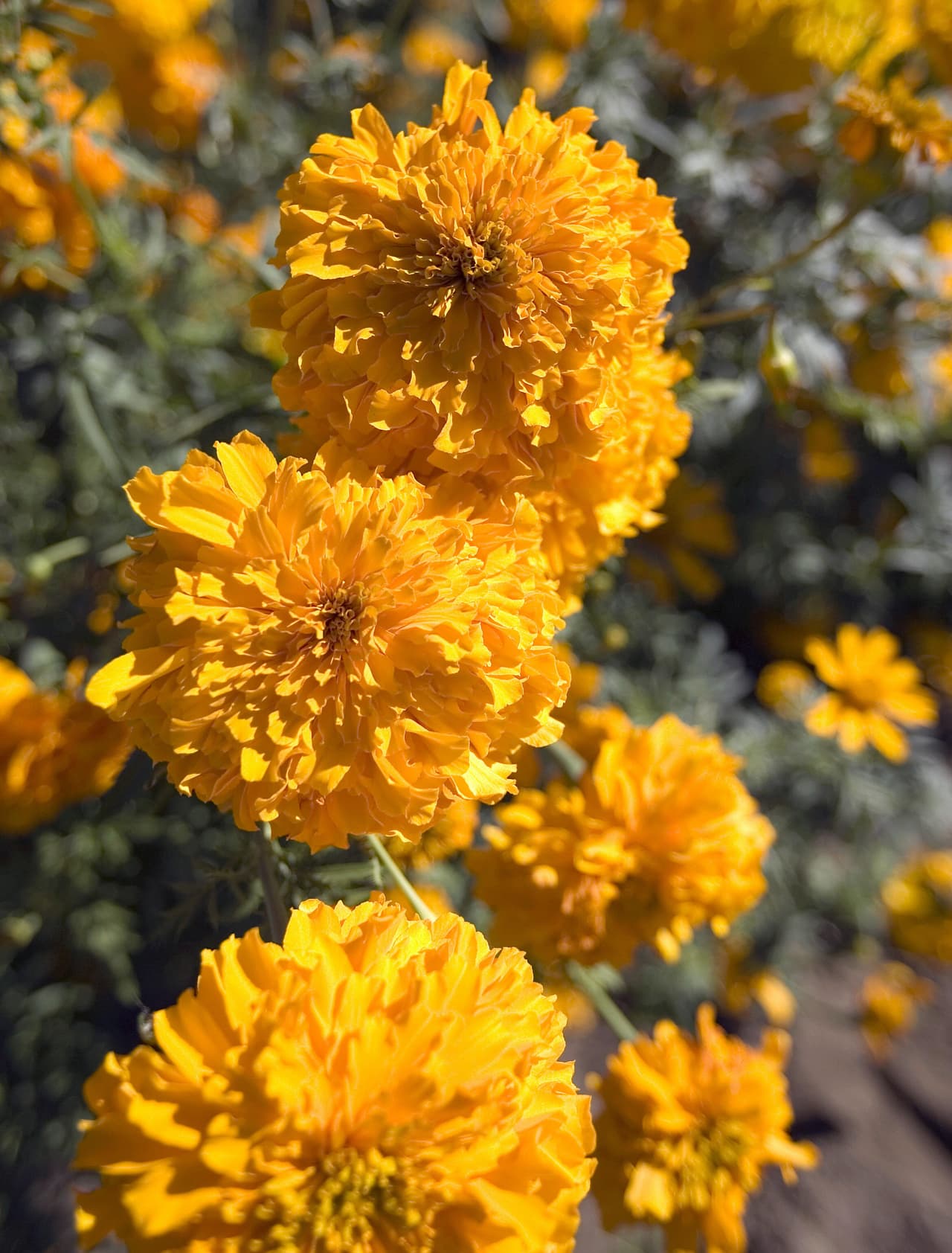 De igual manera es desde épocas prehispánicas una tradición el uso de esta planta como parte de la ofrenda del Día de Muertos. Se llevan estas flores al cementerio y también adornan las ofrendas que se ponen en las casas junto con alimentos, pues se tiene la creencia de que forman el camino que las almas usan para venir a visitarnos los primeros días de noviembre.