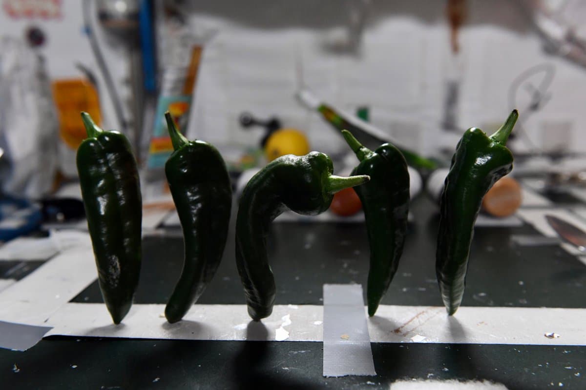 Estos chiles han estado creciendo desde el 12 de julio, como parte de un experimento en Advanced Plant Habitat (APH), que es una instalación de crecimiento de plantas totalmente automatizada que se utiliza para realizar investigaciones de biociencia vegetal en la Estación Espacial Internacional.