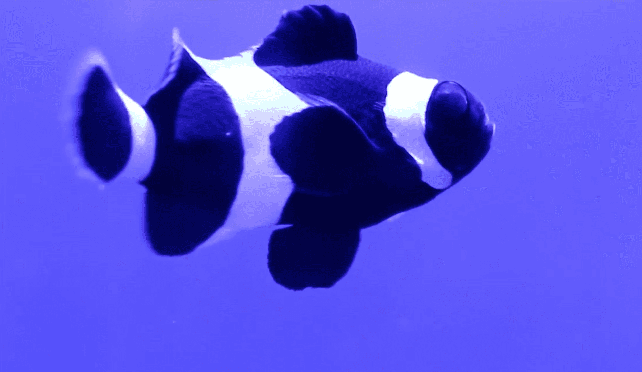 El acuario, además de ser un centro de entretenimiento muy necesitado en tiempos de pospandemia, también es una oportunidad para que grandes y pequeños aprendan sobre la vida marina de las costas de California.