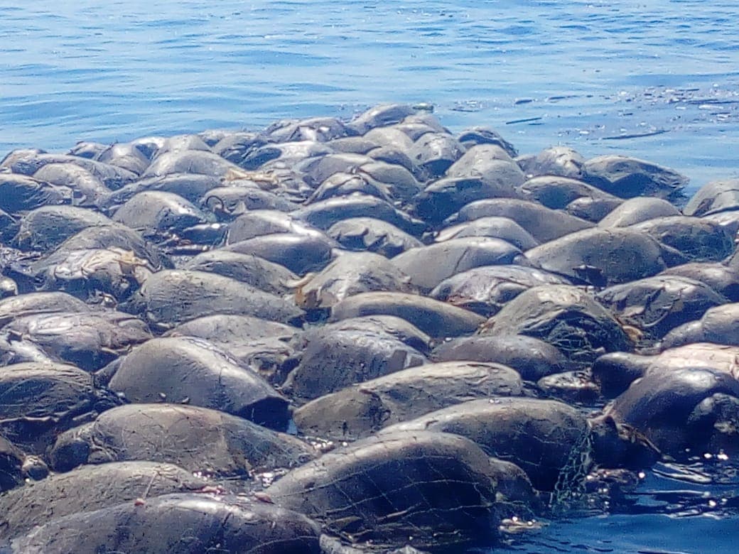 Hallan a unas 300 tortugas muertas en una playa del sur de México: quedaron atrapadas en redes y se asfixiaron