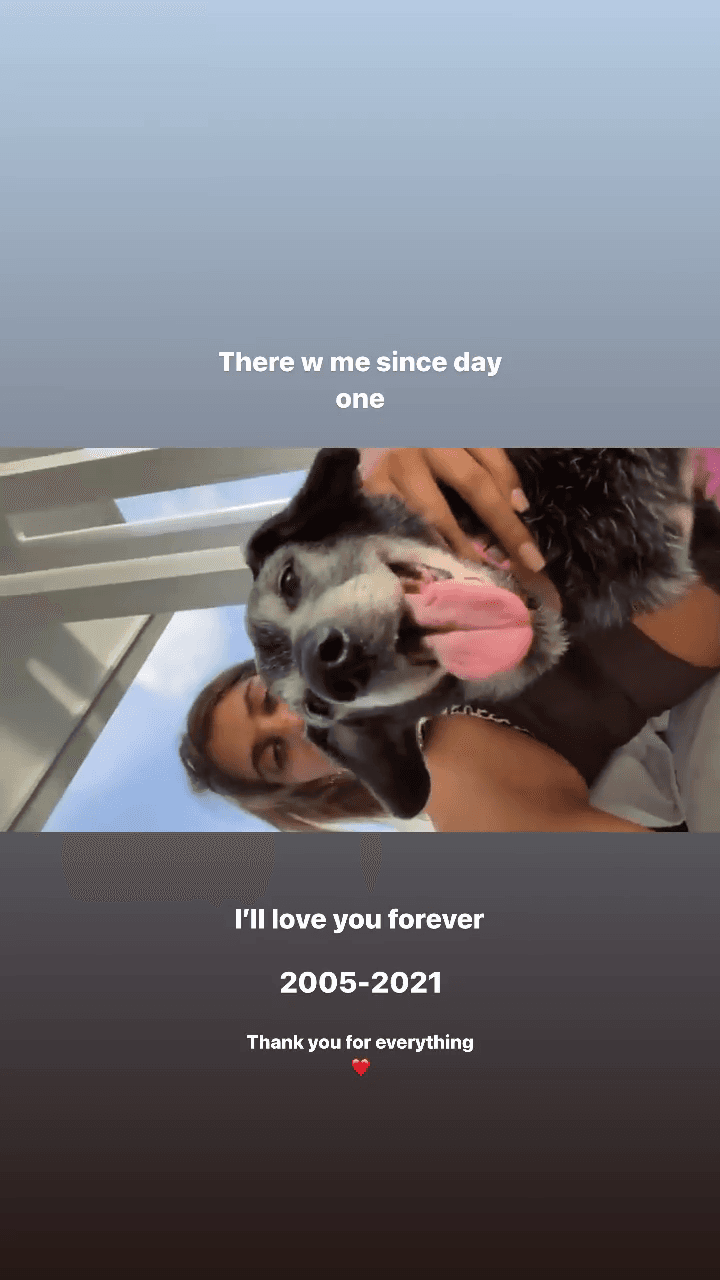 "Conmigo desde el día uno. Te amaré por siempre. 2015 - 2021. Gracias por todo", comentó Lina en un video en el que se le ve acariciando a Sushi.