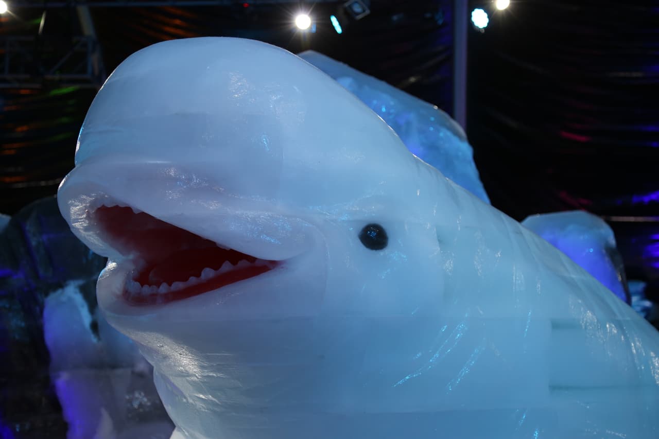 Un sonriente beluga, una especie de la región ártica y subártica. Suele ser llamada ballena blanca.