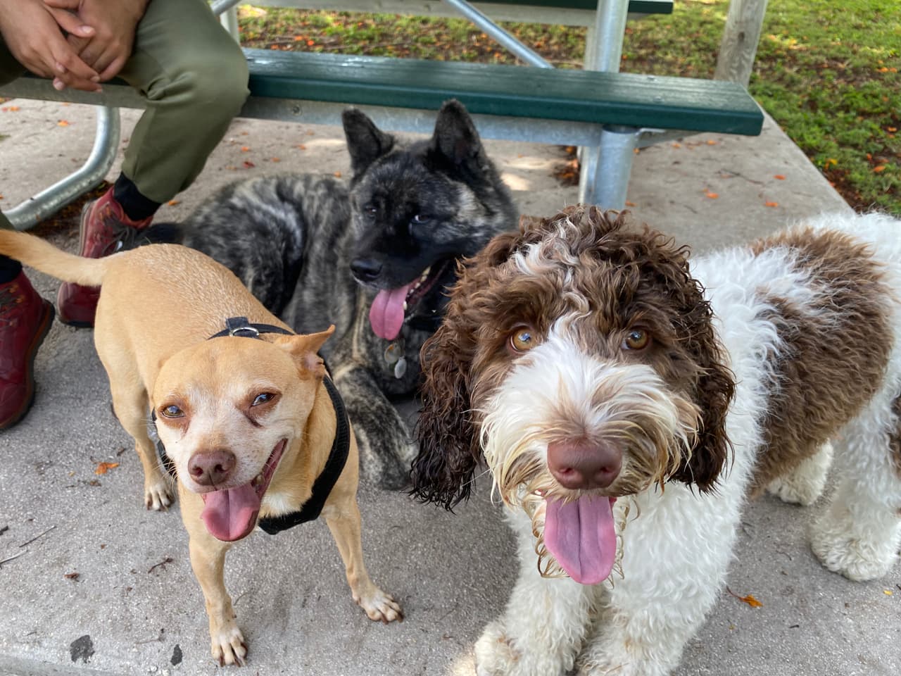 En esta foto se ve a Jarvis, Kenji, y Luna. Ellos han estado yendo con su entrenador al parque David. T Kennedy durante cuatro años, de lunes a viernes.