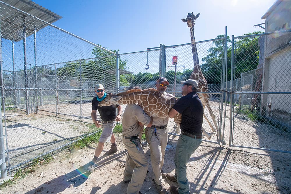 La pequeña jirafa es el cuarto bebe de nacido de ‘Sabra’, una jirafa de casi 9 años.