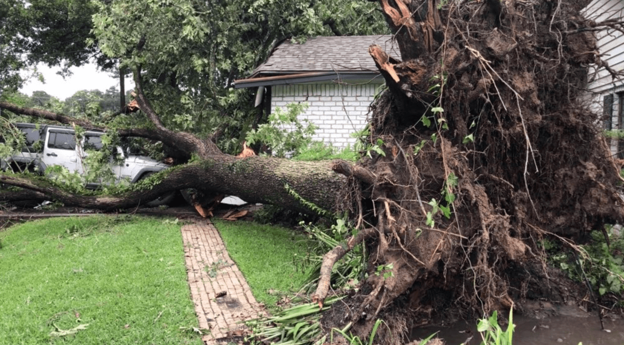Árboles inmensos han caído en Huffman.