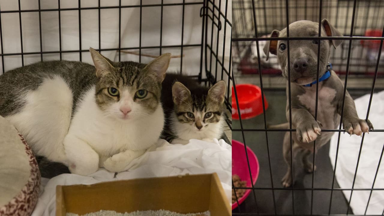 Anuncian entrega de jaulas gratuitas en Houston para mantener a mascotas seguras durante el frío ártico