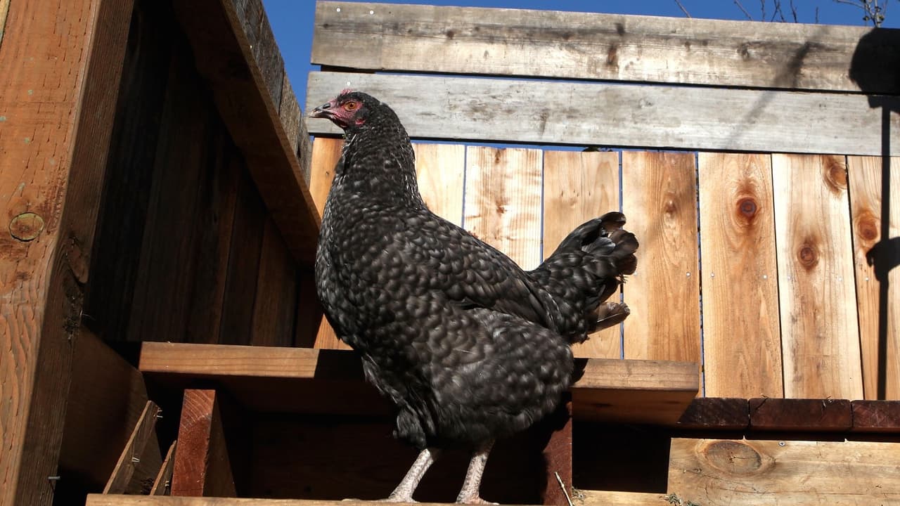 Bakersfield suspende temporalmente autorización para mantener gallineros en la ciudad