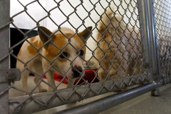 La asociación Humane Society International (HSI) rescató a veintitrés perros de una granja donde los resguardaban para ser alimento.