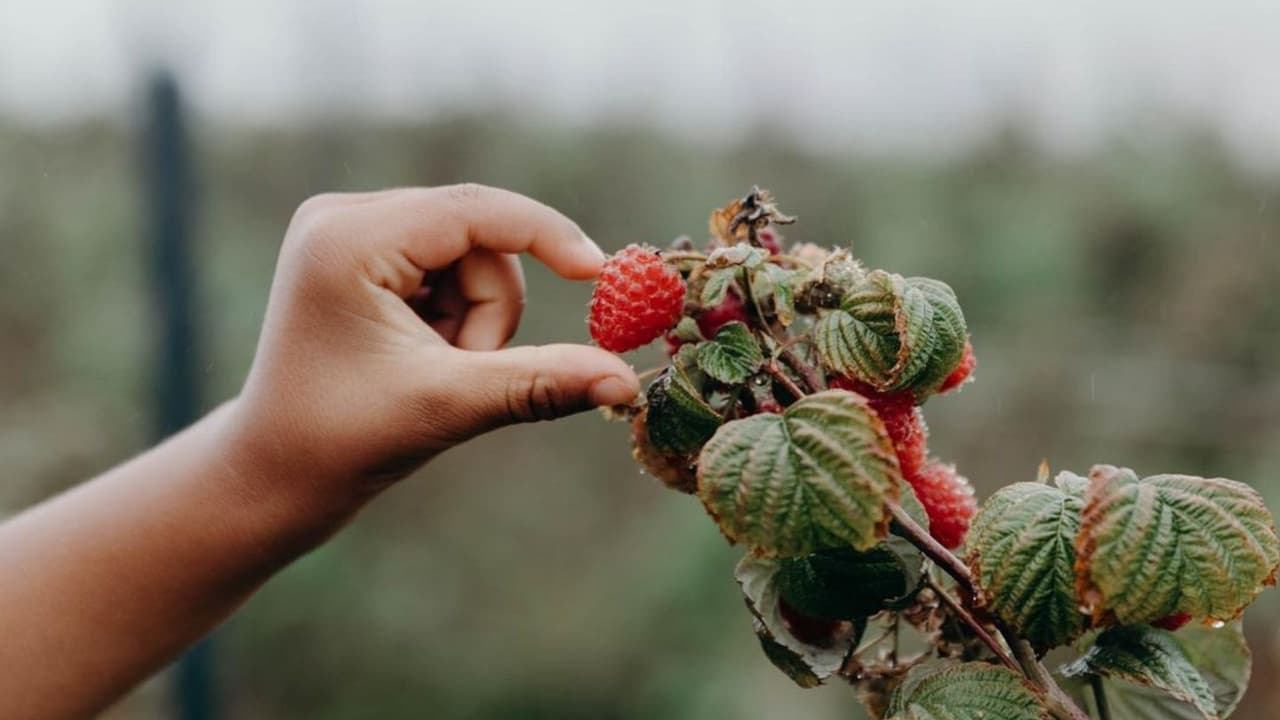Las mejores granjas de Sonoma para cosechar frutas frescas en familia