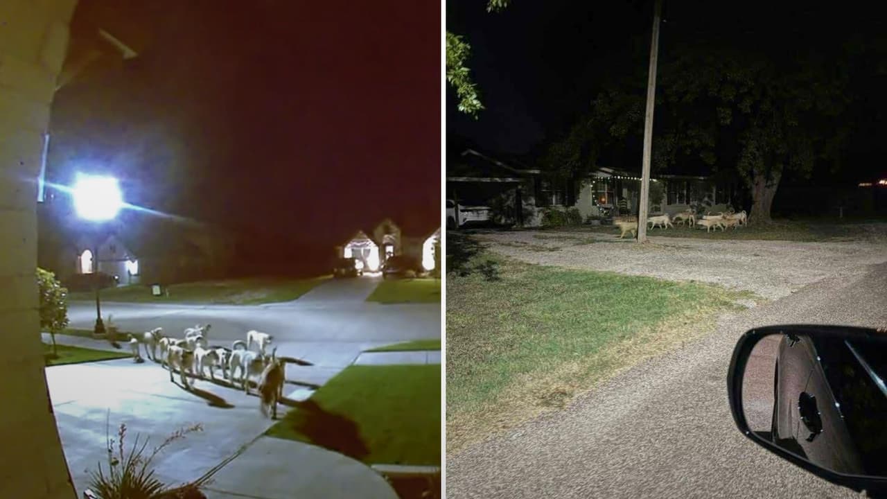 Lo que para muchos parecería una escena de película se ha convertido en la rutina diaria de Godley, una pequeña ciudad del condado de Johnson, al sur de Fort Worth
<b>. Una manada de perros callejeros, en ocasiones más de 30 juntos, deambula por calles, patios y hasta puertas de casas</b>, obligando a familias a vivir en alerta permanente. Vecinos aseguran que 
<b>llevan más de tres años conviviendo con el problema </b>y que, pese a reuniones y quejas, nada cambia.