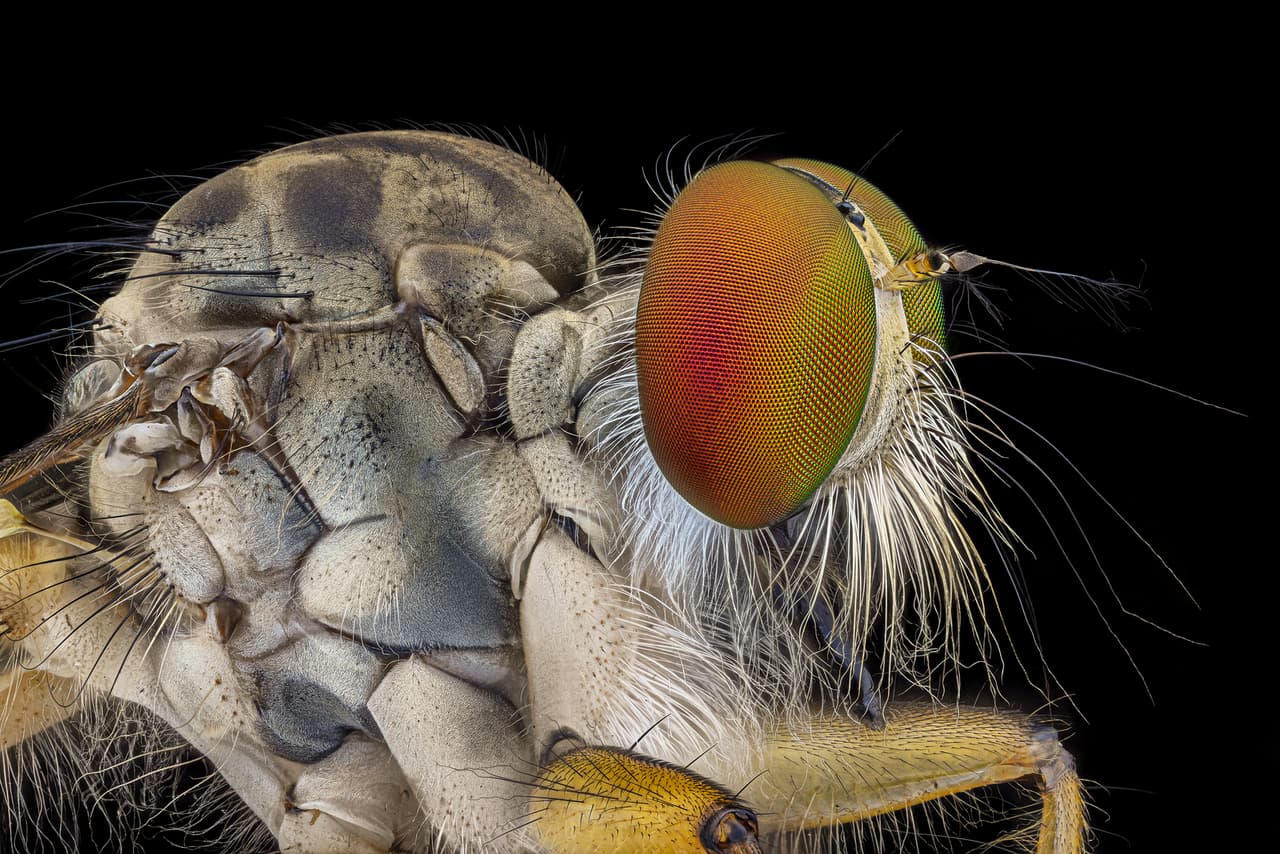 Mosca ladrón, tomada con un aumento de 3.5X.