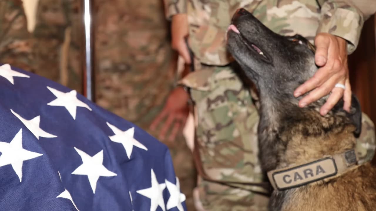 El agente Cox tenía a su cargo uno de los K9 entrenados, quien fue llevada al funeral para darle el último a su compañero de trabajo.