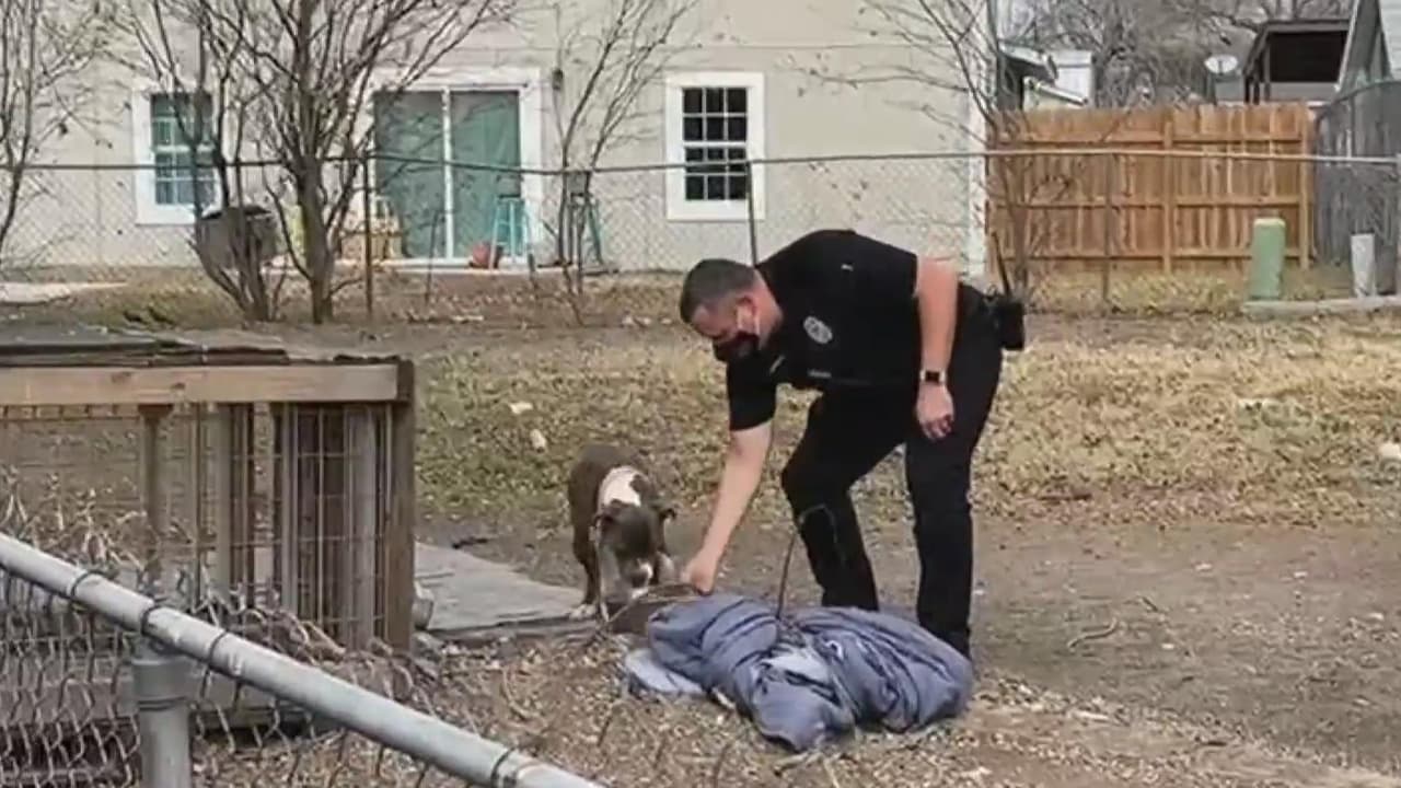 Multarán a toda persona que no proteja a las mascotas durante el tiempo invernal que se avecina