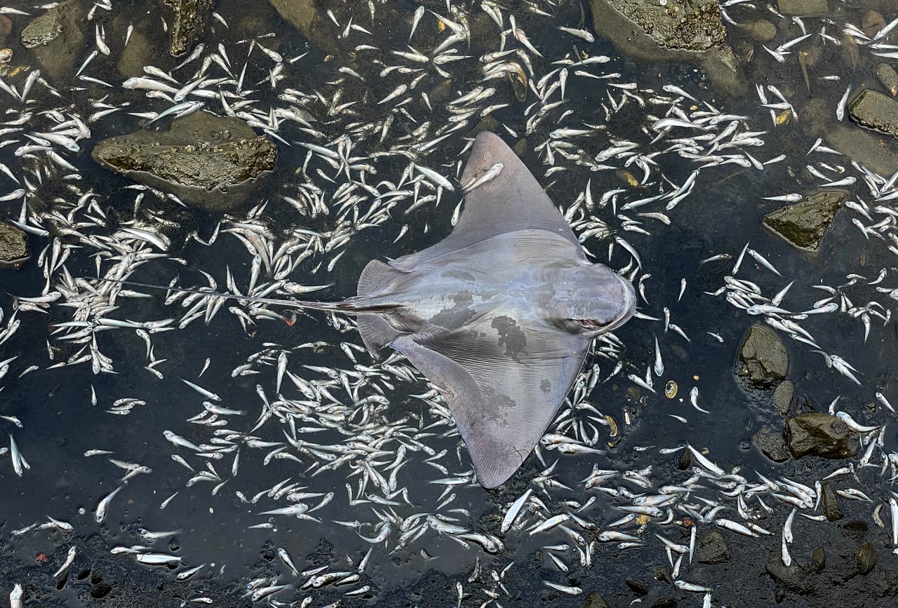 "Se sospecha que probablemente durará un par de semanas con el clima cálido", dijo White. "Las floraciones de algas generalmente ocurren en climas cálidos".
