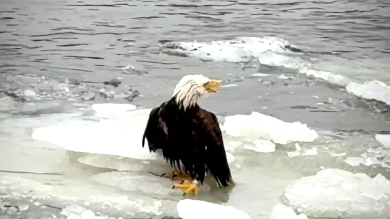Rescatan un águila calva herida atrapada en el río Hudson