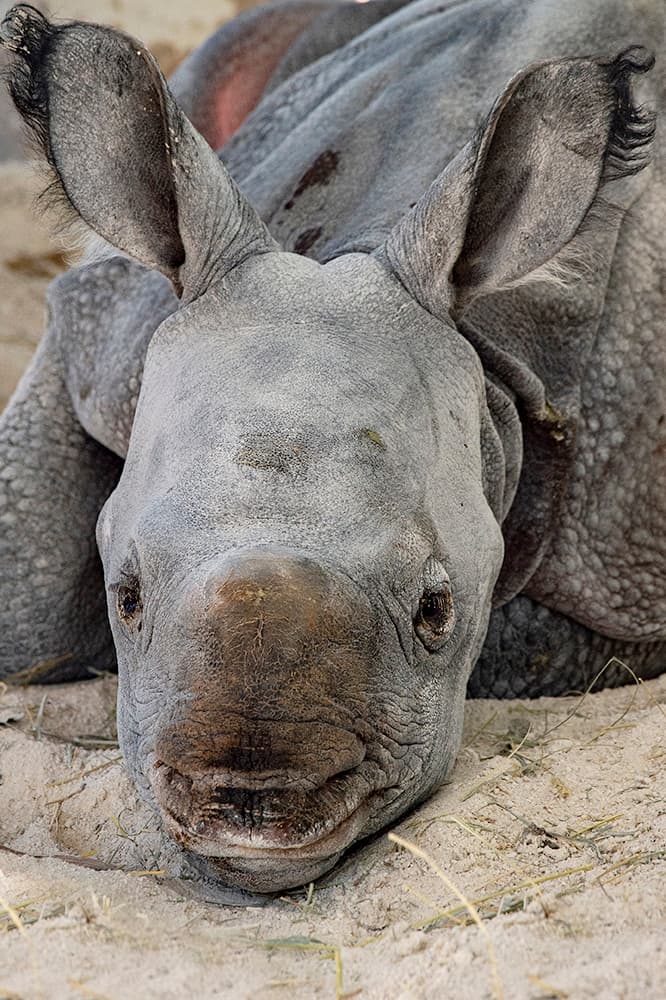 Según Ron Magill, Director de Comunicaciones y Embajador de buena voluntad el Zoológico de Miami, tras determinar el sexo del bebé, se realizará un evento de recaudación de fondos donde los participantes podrán escoger el nombre del nuevo miembro de la familia.