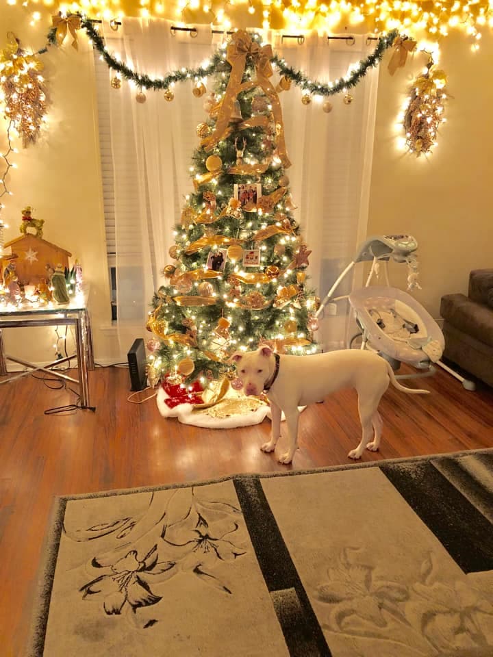 En tonos dorados y blancos lucen las decoraciones navideñas de la casa de Alejandro Fabián y su perro también posa para la fotografía.