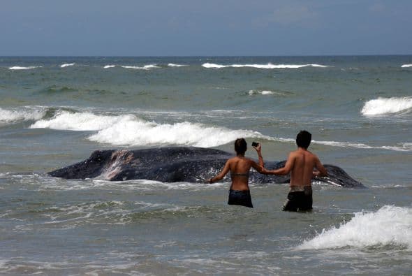 "El futuro de las ballenas se decide por votaciones y un voto puede significar la extinción de poblaciones de ballenas, por eso cada voto es un voto importante", señaló. Informó que de las 13 especies de ballenas en el mundo, 12 están "al borde" de la desaparición.