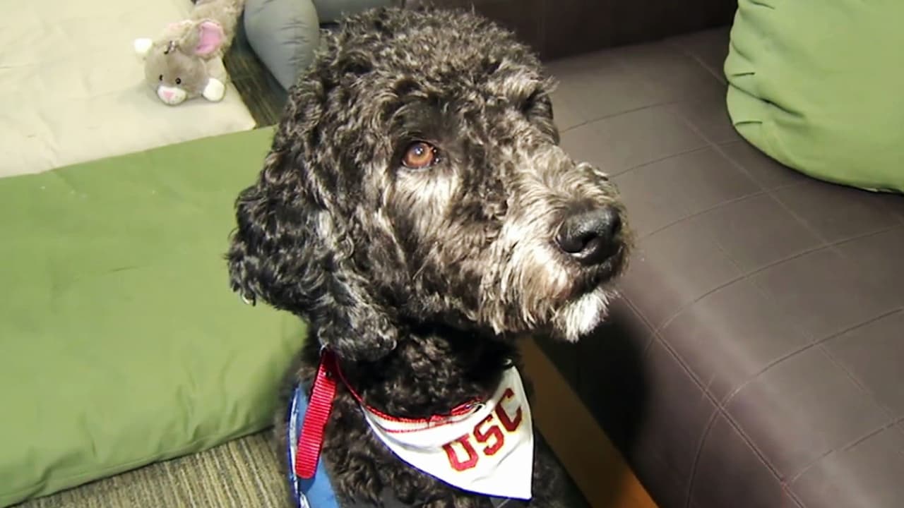 USC nombró por primera vez a un 'profesor' de cuatro patas para aliviar el estrés de sus estudiantes