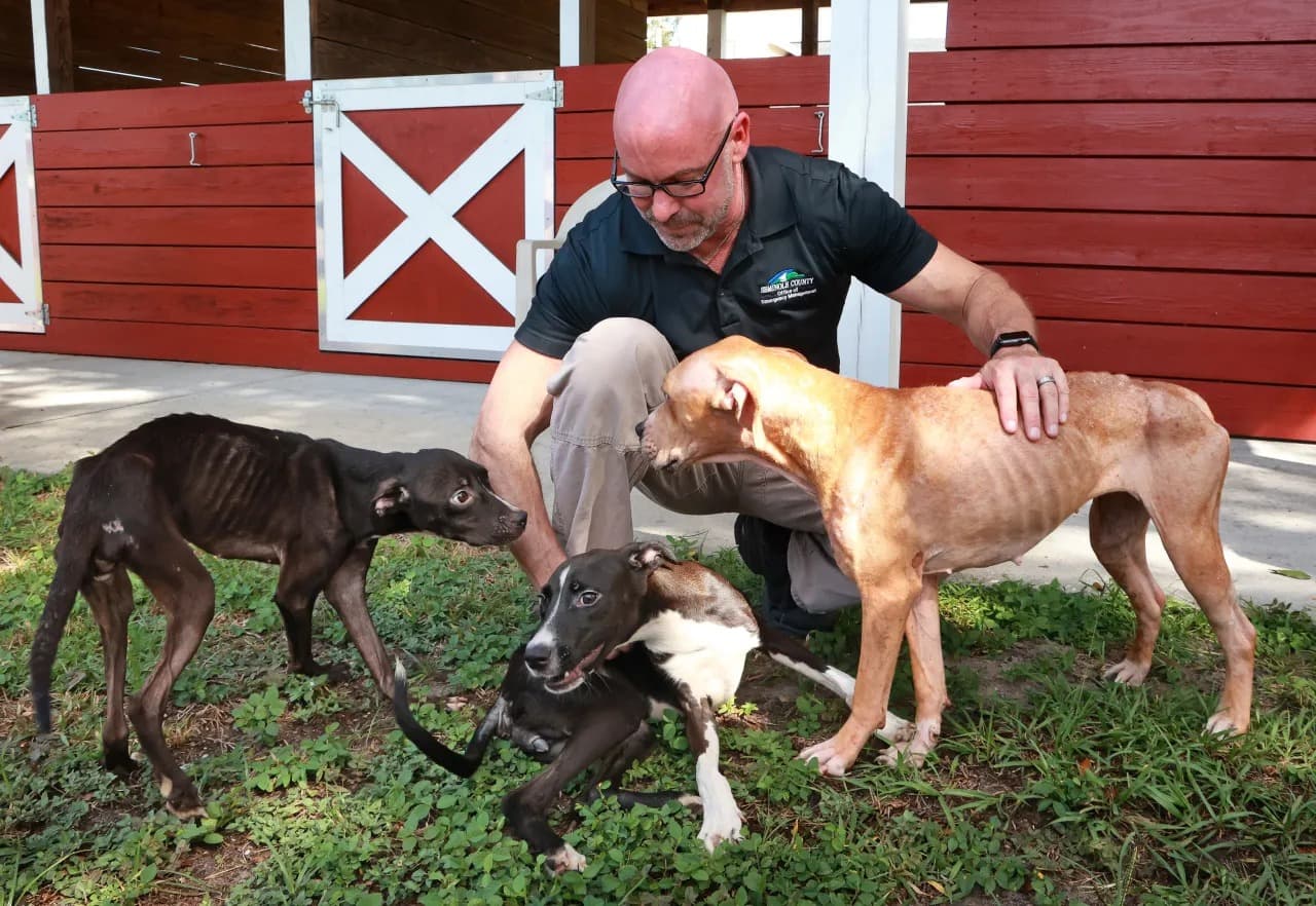 Los Servicios de Animales del Condado Seminole no están ofreciendo a todos sus animales en adopción debido a que albergaron a 40 animales que sufrieron actos de crueldad en Altamonte Springs. El caso llegó hasta las autoridades de la ciudad y el refugio se ha encargado de otorgarles comida, servicio médico y un lugar para dormir.