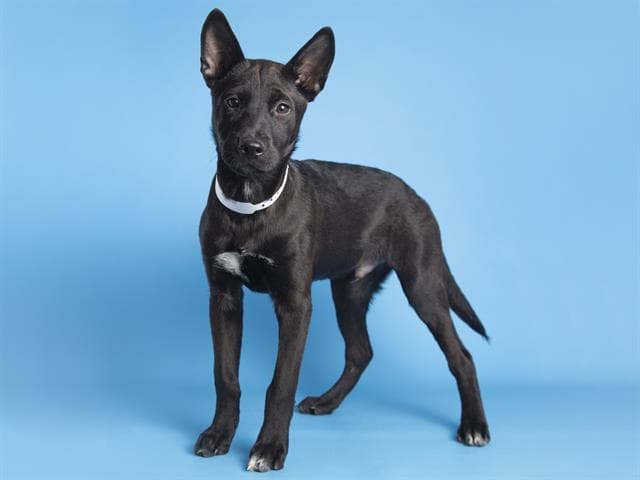 Vash es un cachorrito juguetón de apenas 5 meses.