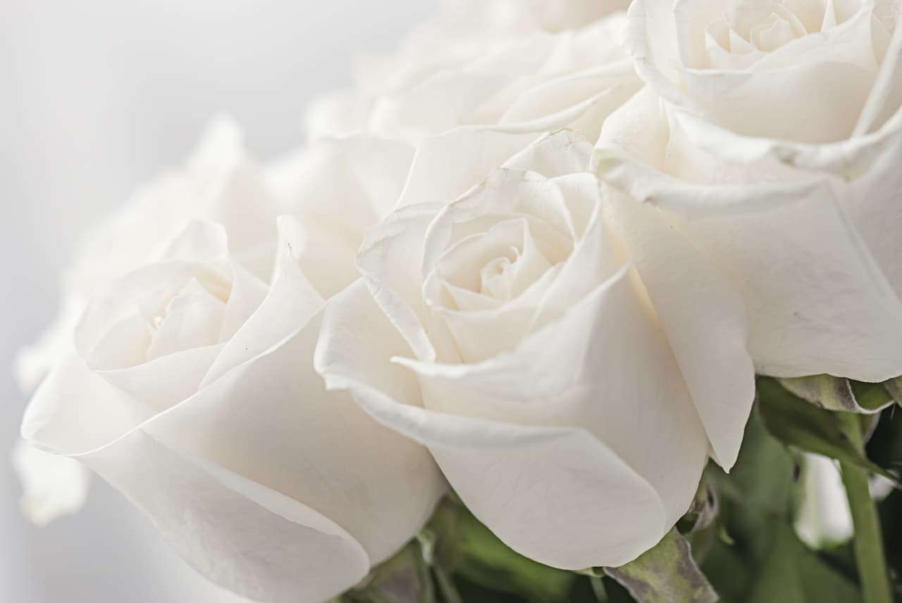 <b>Cáncer</b>
<br>
<u>Las rosas y los claveles blancos</u>
<br>Las rosas y claveles blancos, simbolizan la dulzura y la inocencia, el amor más puro y espiritual. Las rosas blancas representan el amor y el perdón, cualidades que abundan en el signo canceriano. Han sido tomadas como símbolo de muchas instituciones sociales y políticas, masónicas y órdenes religiosas y servido de fuente de inspiración para poemas como "La Rosa Blanca” de José Martí, en que el poeta cubano la ofrece simbolizando amor donde había odio. Otras flores típicamente cancerianas son los lirios de agua, los nenúfares y la hermosa flor de loto que crece en estanques con gran pureza aún en medio de la suciedad.