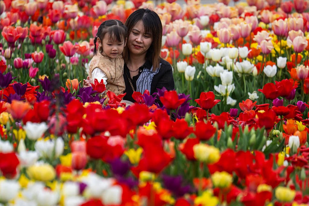 Sin embargo, para quienes aman el colorido de las flores en la primavera, la exhibición de los tulipanes es vital en estos días y si puede ser en familia, mejor.