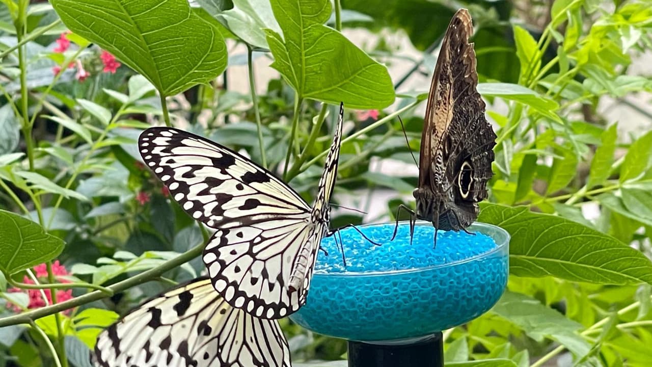 Puedes explorar selvas tropicales y mundos galácticos a distancia.