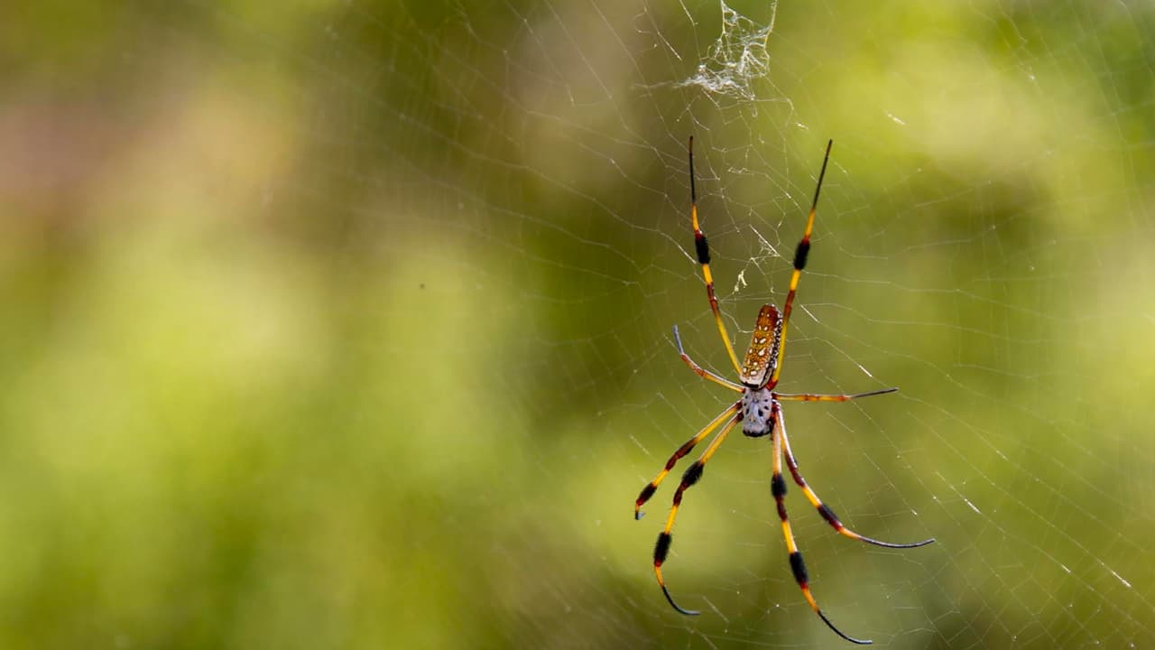 Los visitantes estarán en contacto en todo momento con animales que solo habitan en este tipo de ambientes.