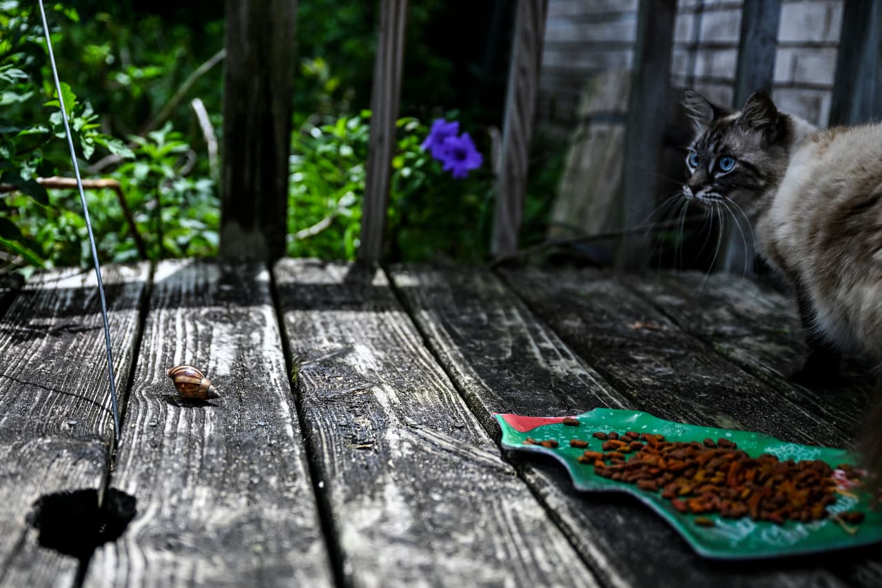 "Su carne es blanca en comparación con la mayoría de los caracoles de este tipo que son amarronados, y ese fenotipo es muy popular en el comercio de mascotas", dice Stanley. 
<br>
<br>En la foto, un gato mira a un caracol africano gigante en la terraza de una casa en New Port Richey, Florida.
<br>
<br>