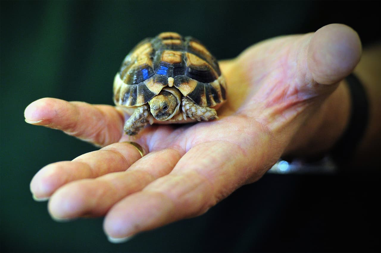 Los latinos son el grupo más afectado con salmonella por contacto con tortugas