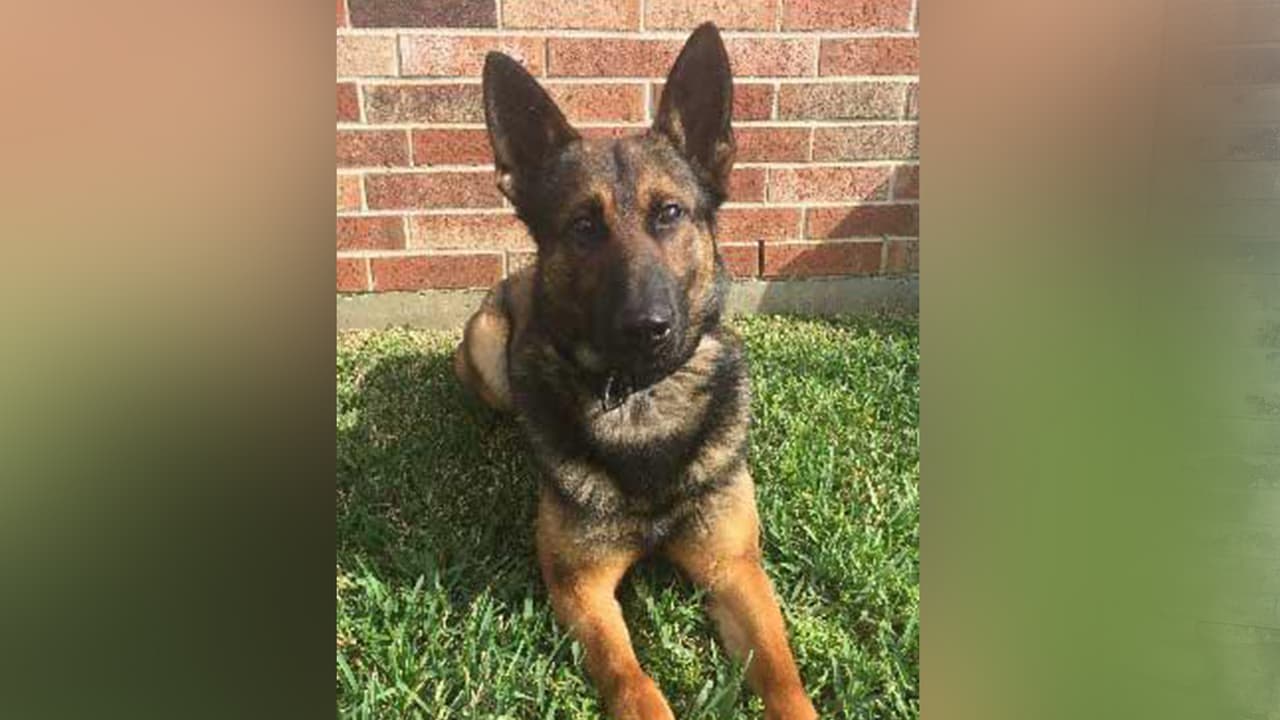 Después de una breve persecución otros, oficiales se unieron a la búsqueda, entre ellos, el perro policía llamado Evo.