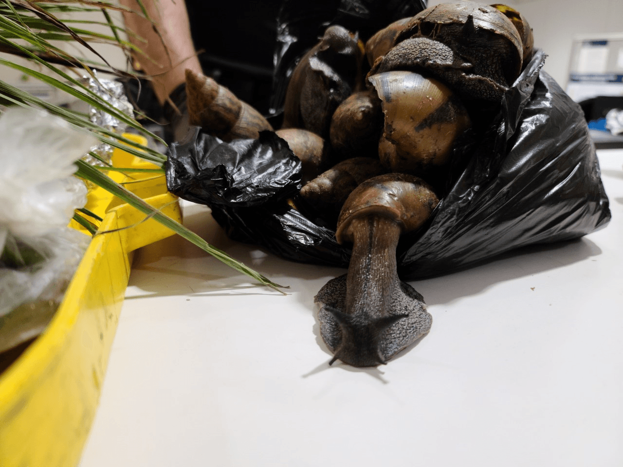 Los caracoles se encontraban dentro del equipaje de un hombre procedente de Ghana en el Aeropuerto Internacional John F. Kennedy, durante el fin de semana.